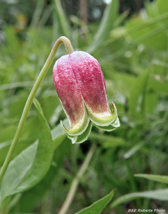 Clematis