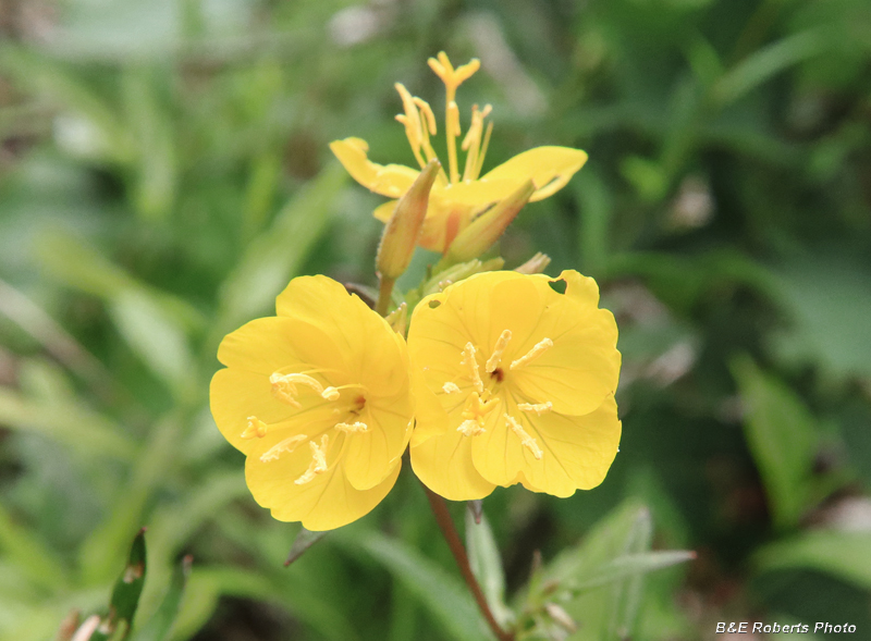 Oenothera