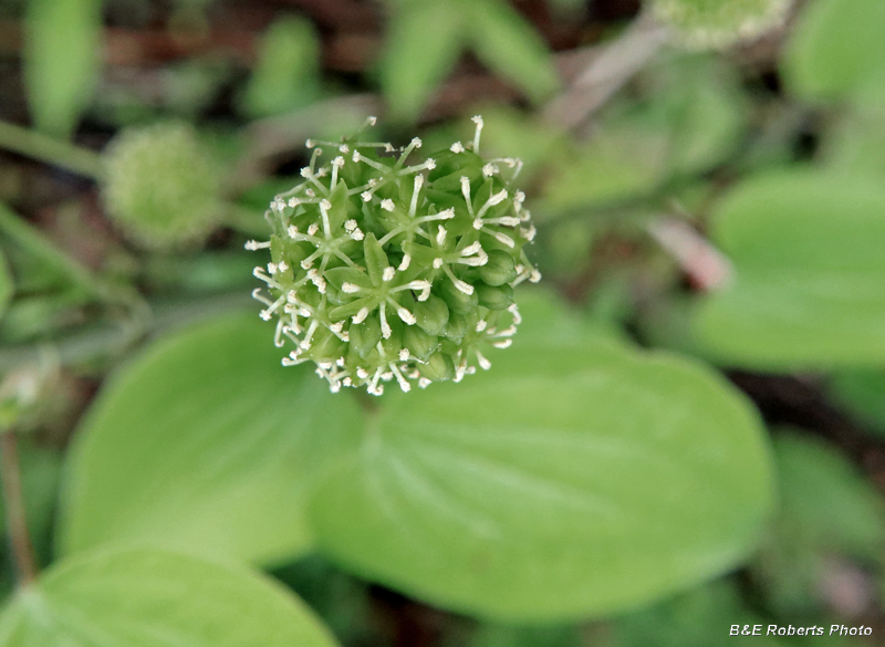 Smilax