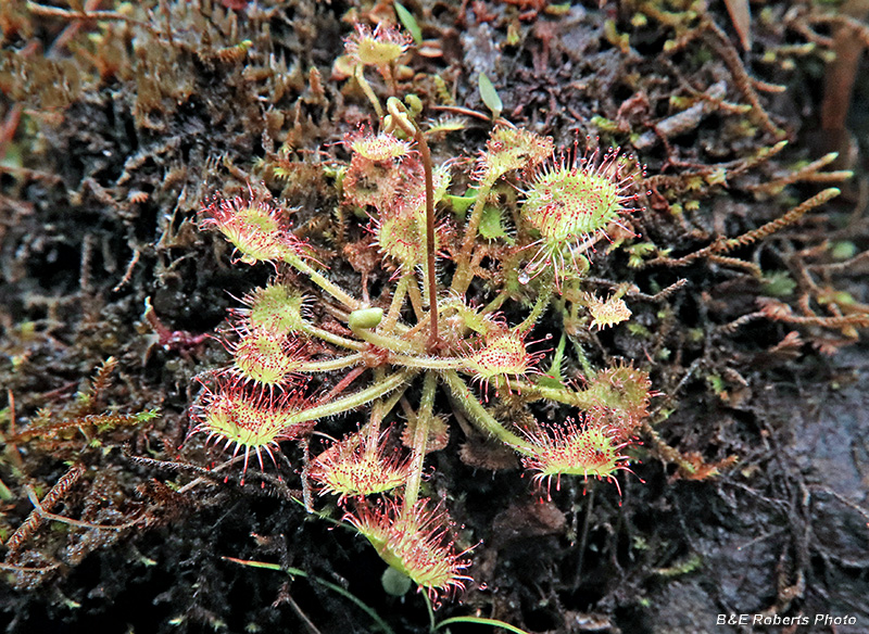 Drosera_rotundifolia