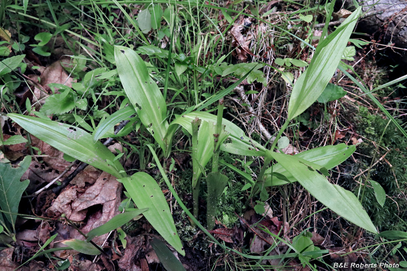 Platanthera_herbiola