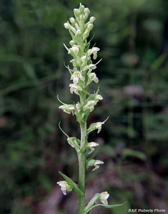 Platanthera_herbiola