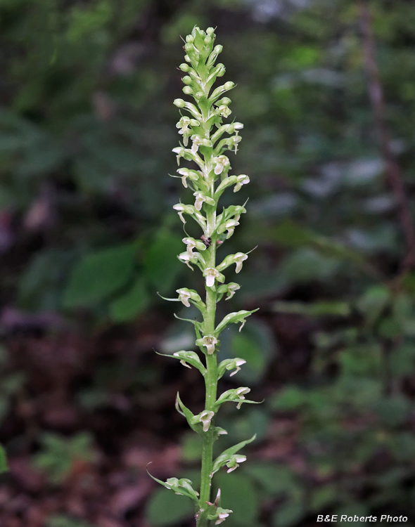 Platanthera_herbiola