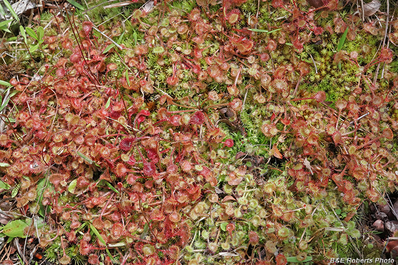 Drosera