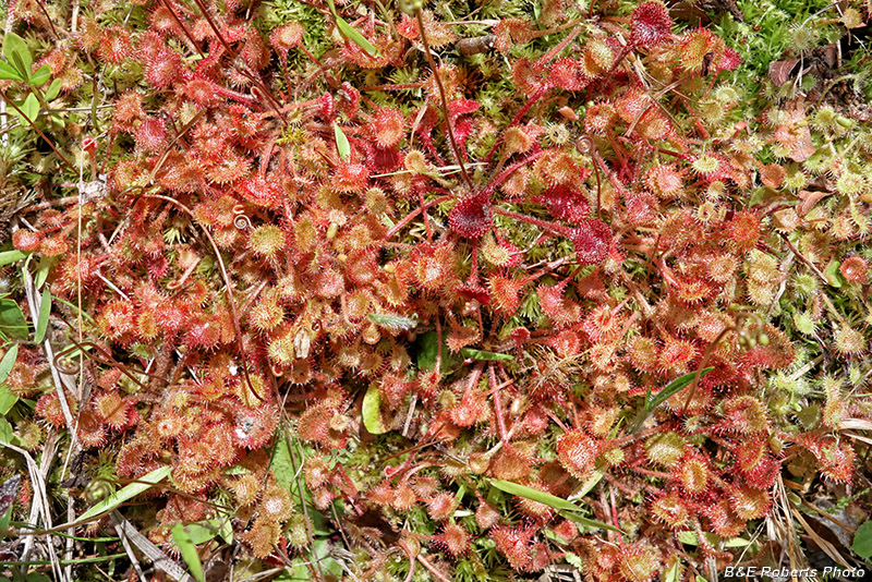 Drosera