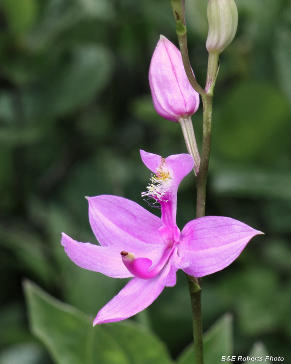 Calopogon