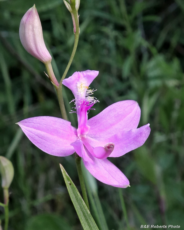 Calopogon