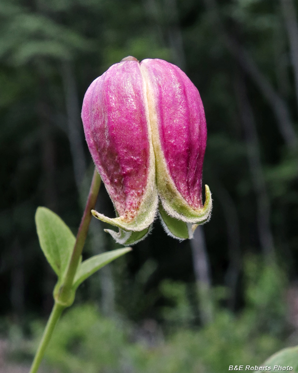 Clematis