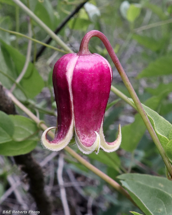 Clematis