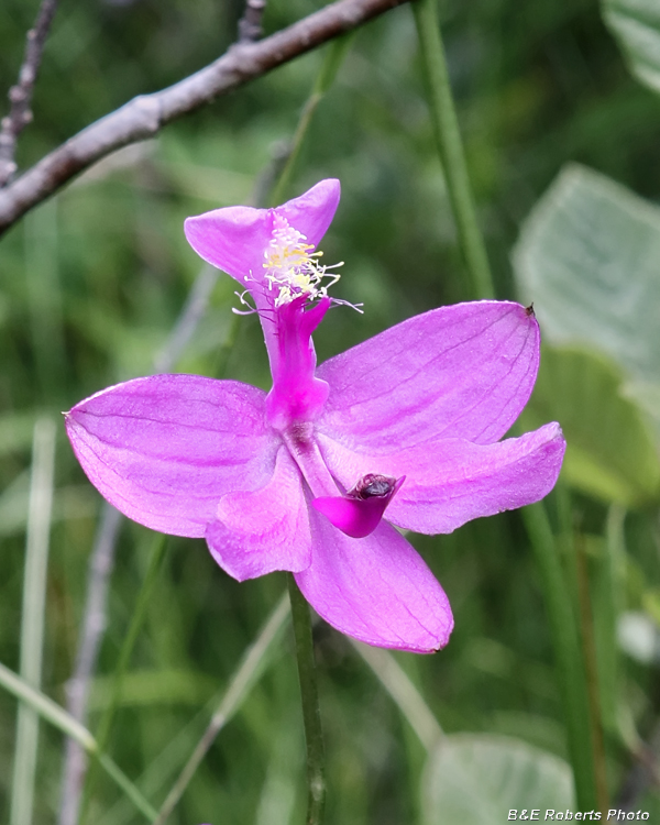 Calopogon