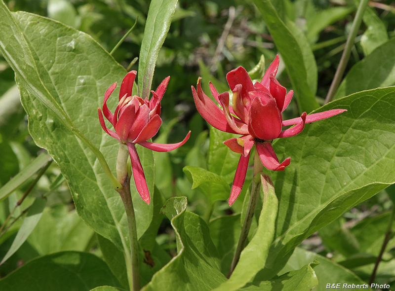 Sweetshrub