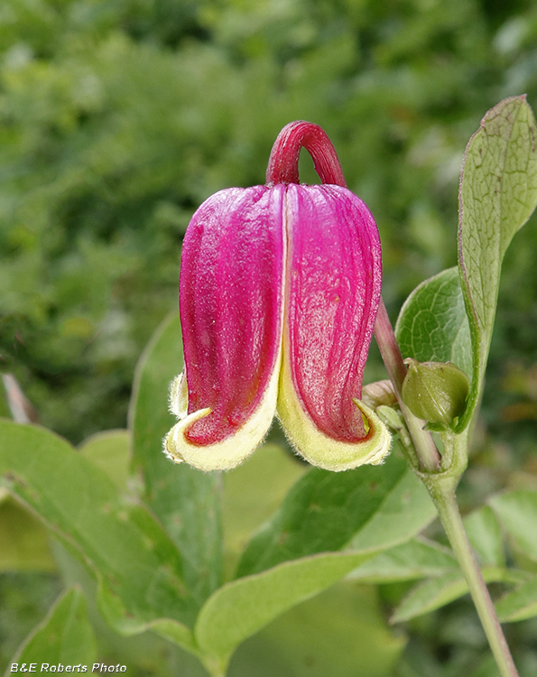 Clematis_viorna