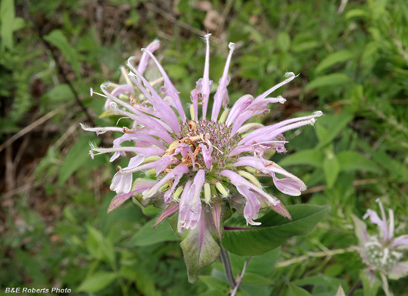 Monarda