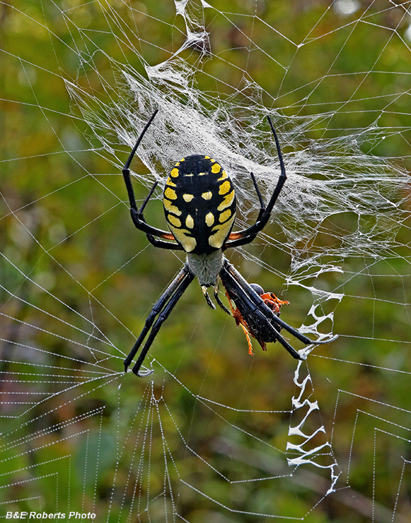 Golden_orbweaver