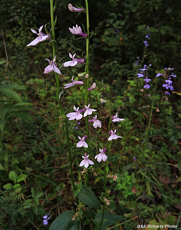 Lobelia