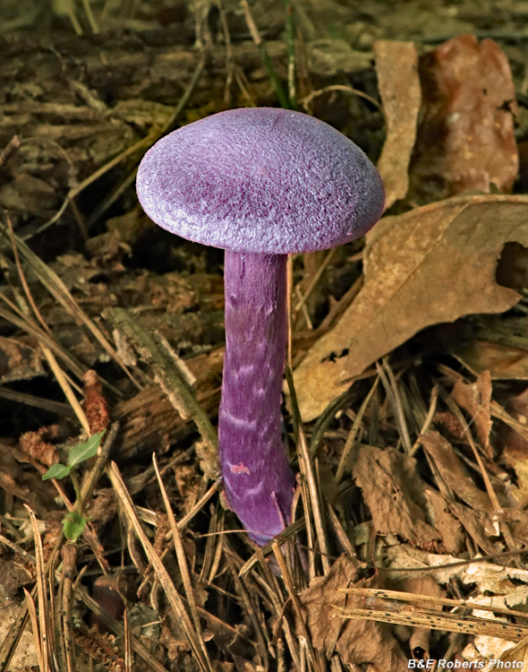 Cortinarius_violaceus