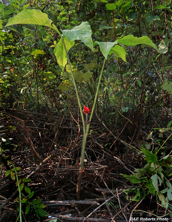 Huge_Jack_in_Pulpit