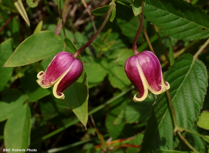 Clematis