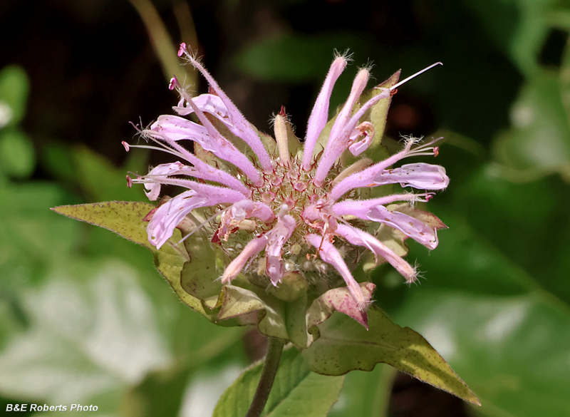 Monarda