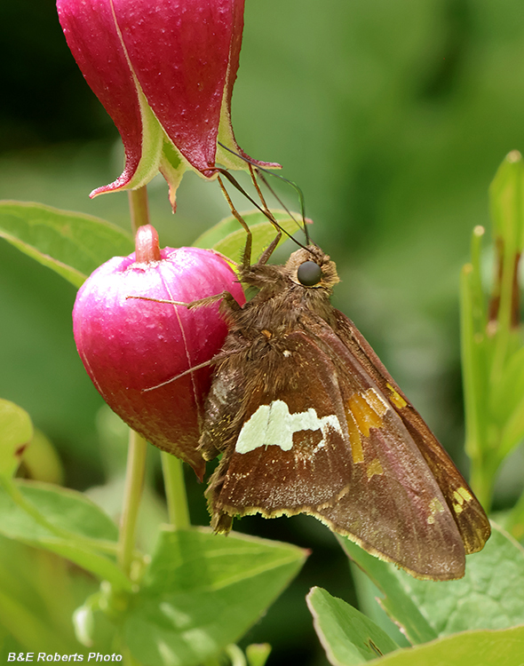 Skipper_on_Clematis