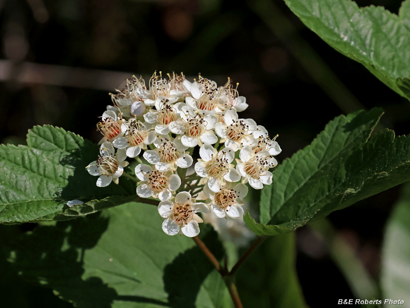 Ninebark