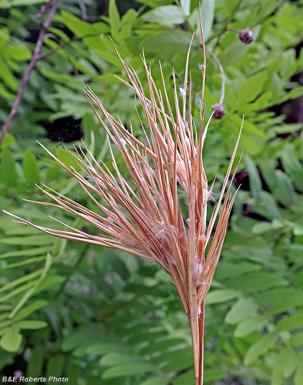 Bluestem