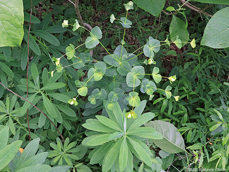Euphorbia
