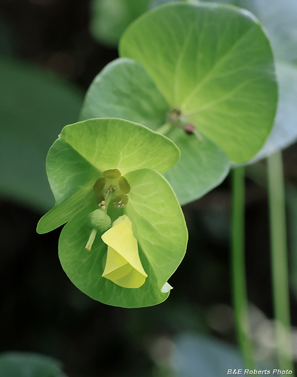 Euphorbia