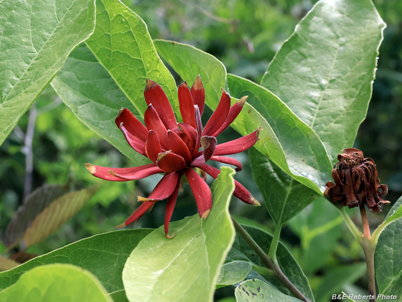 Sweetshrub