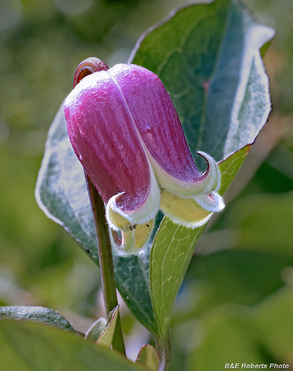 Clematis