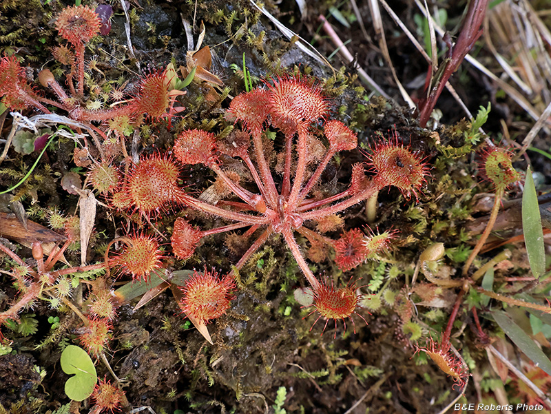 Drosera