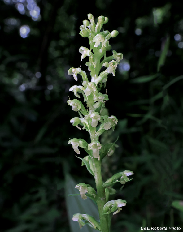 Platanthera_herbiola