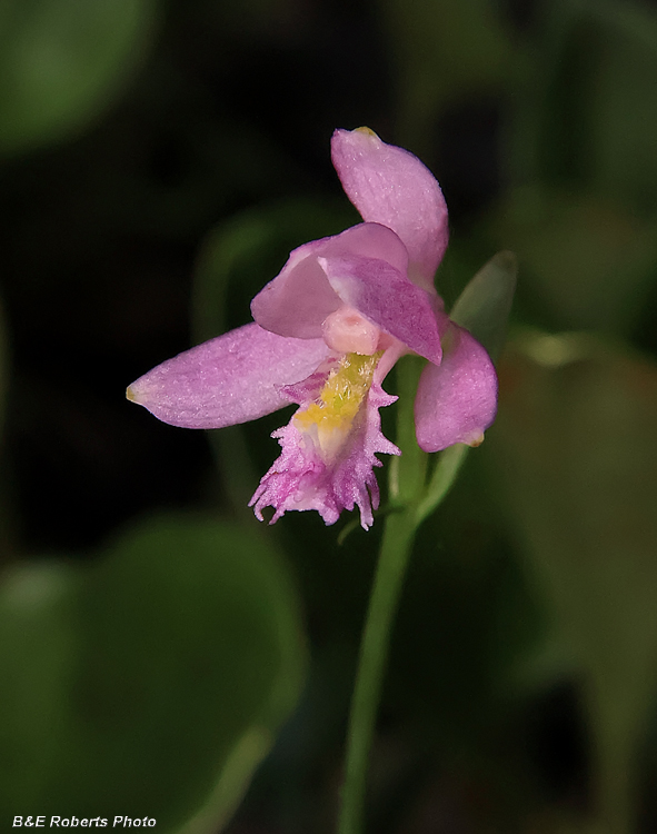 Pogonia