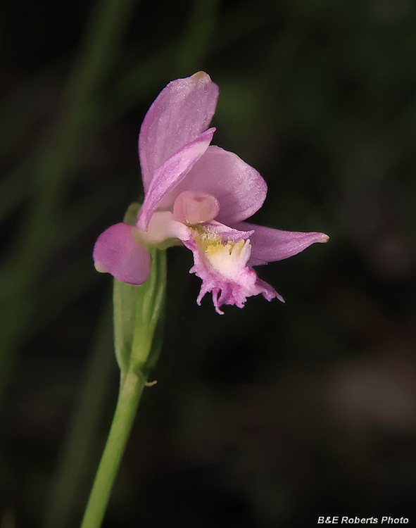 Pogonia