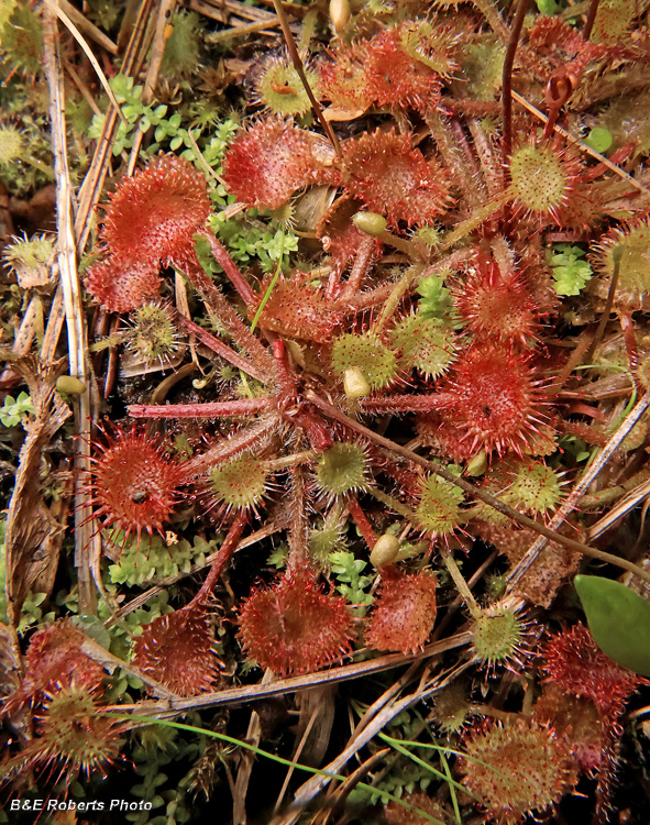 Drosera