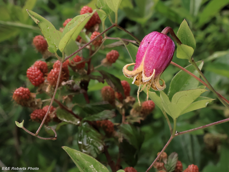 Clematis