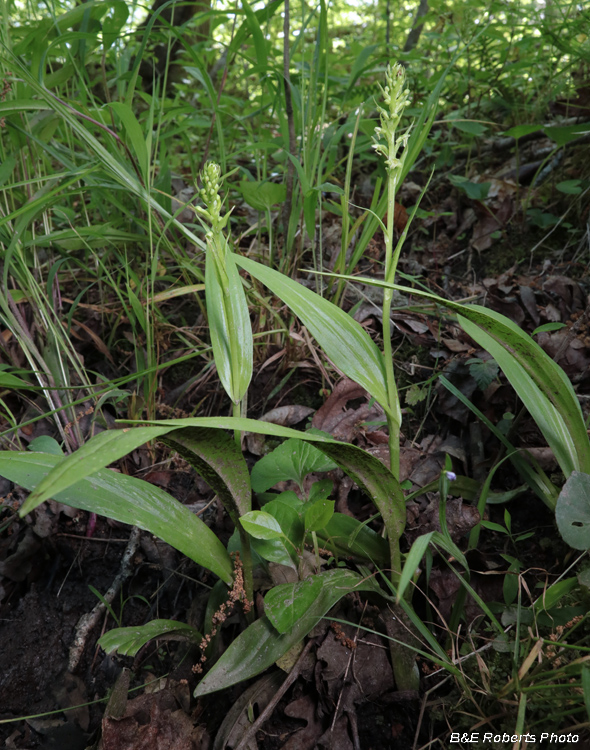 Platanthera_herbiola