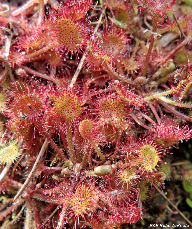 Sundew