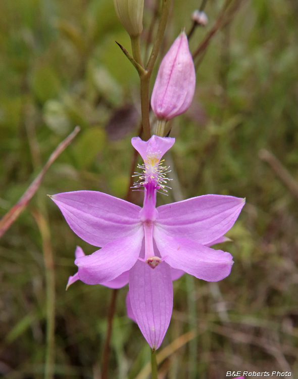 Calopogon