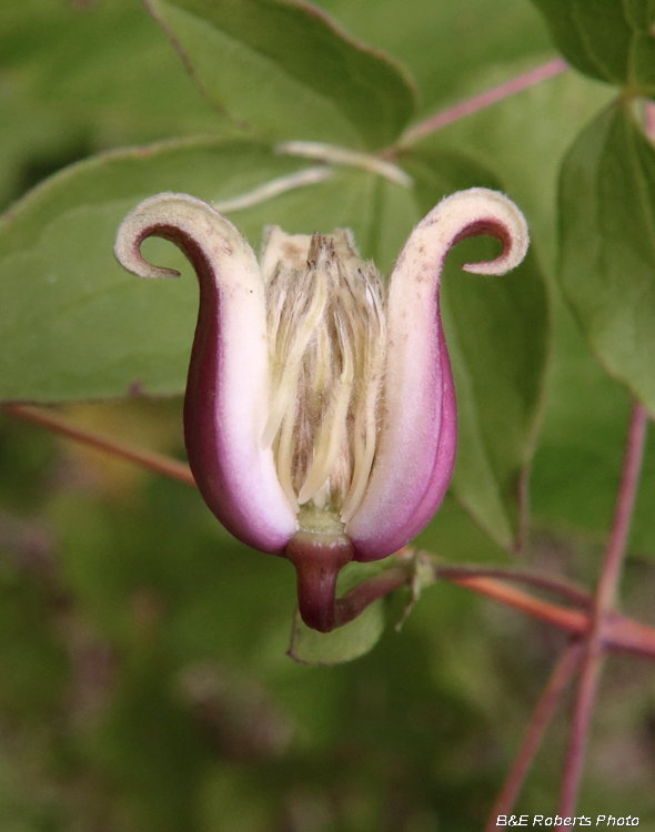 Clematis