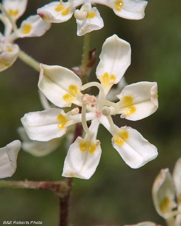 Virginia Bunchflower