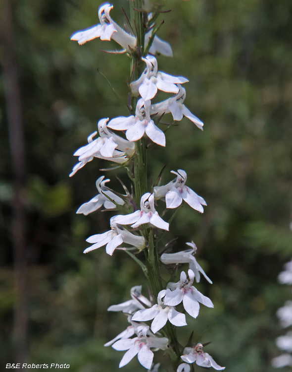 Lobelia_spicata