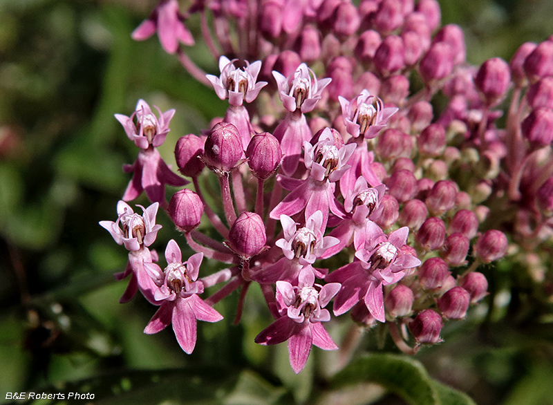 Swamp_Milkweed