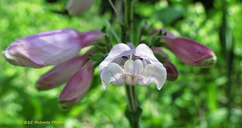 Beardtongue