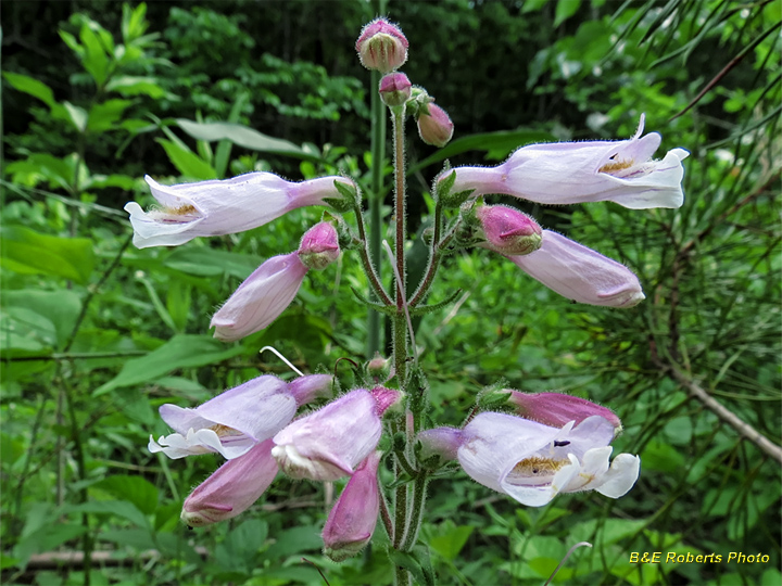 Beardtongue