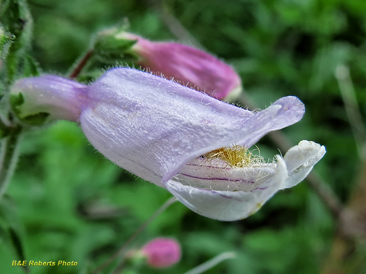 Beardtongue_flower