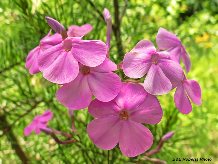 Phlox