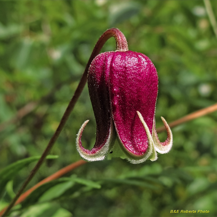 Leather_Flower