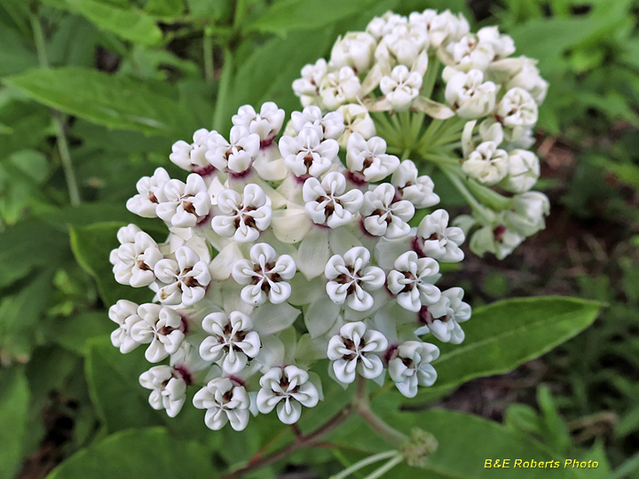 RedRing_Milkweed