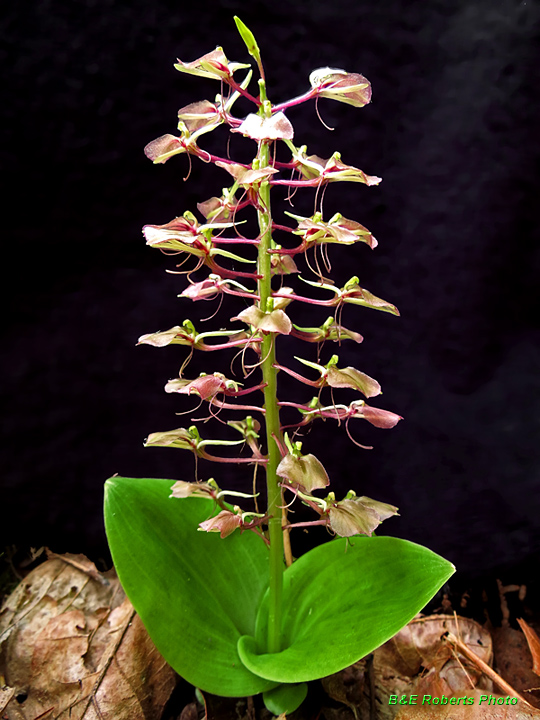 Twayblade